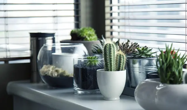 Top Indoor Gardening Gadgets for Every Plant Lover